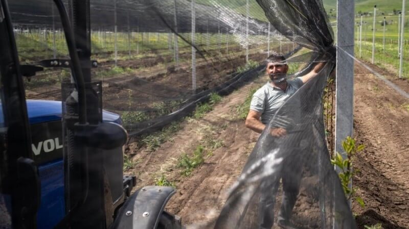 A man in a field in a farm is pulling some netting along between metal or concrete posts. The soil looks ploughed, and there is a tractor in the foreground.