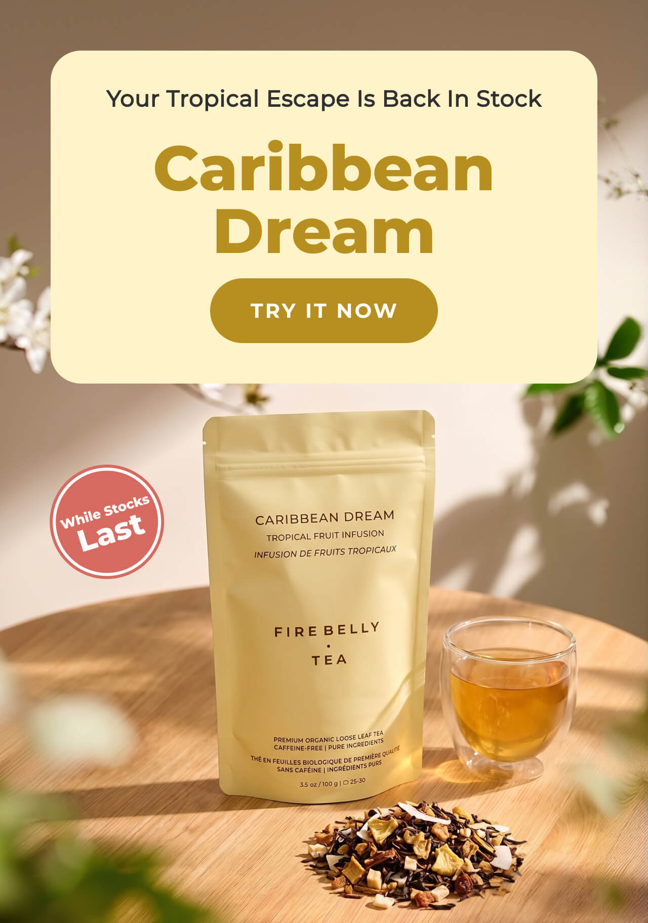 Caribbean Dream Is Back >