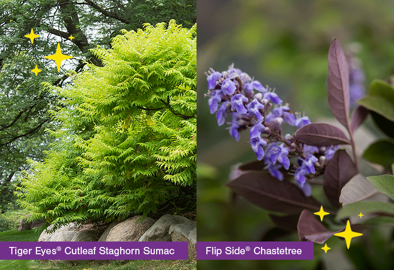 Image rock star plants