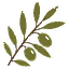 olive branch