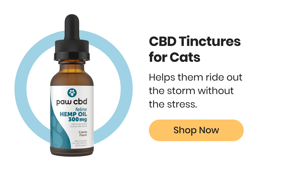 CBD Tinctures for Cats