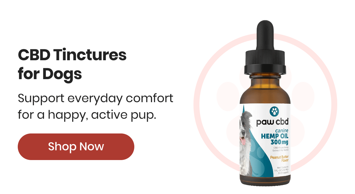 CBD Tinctures for Dogs