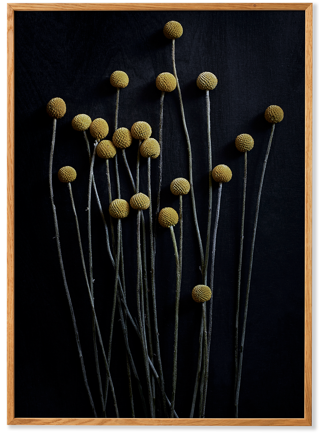 Still Life 01