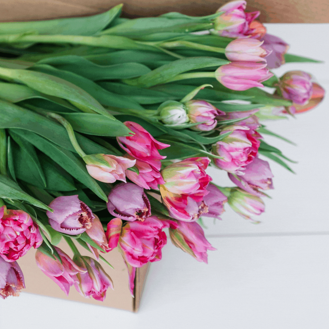 Spring Blooms 🌷 Bear's Blooms