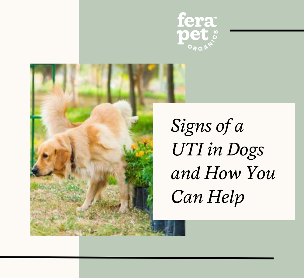 Signs of a UTI in Dogs and How You Can Help🐶 Fera Pet Organics