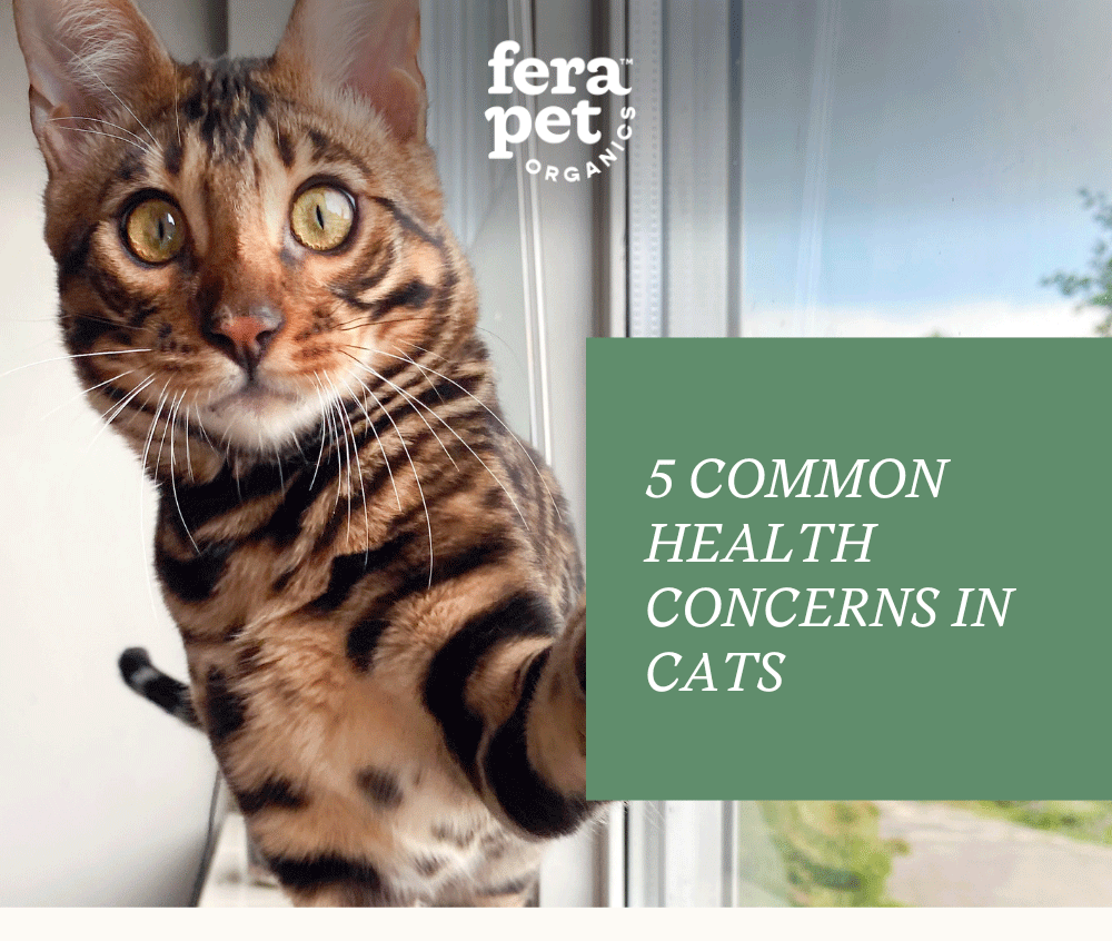 5 Common Health Concerns in Cats 🐱 Fera Pet Organics