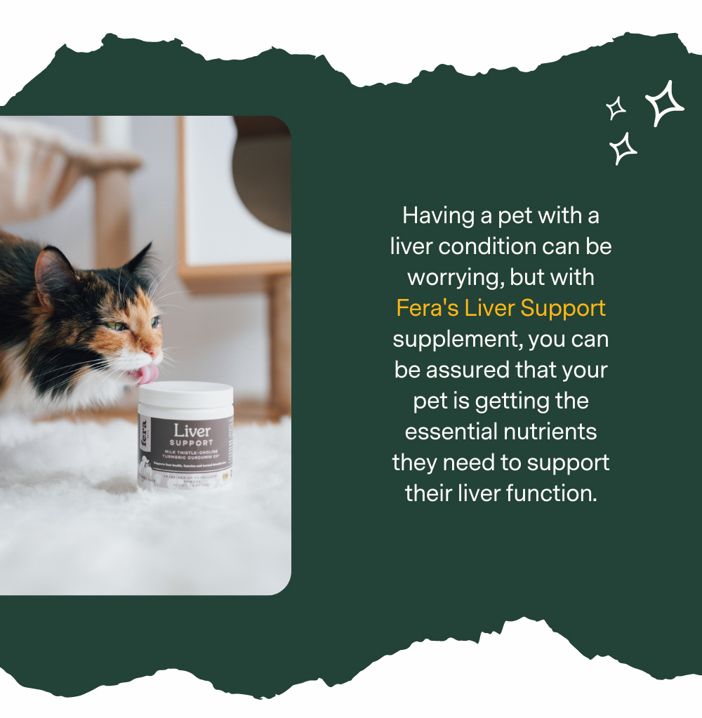 Liver Shunts Essential Knowledge for Your Pet's Health + A Special