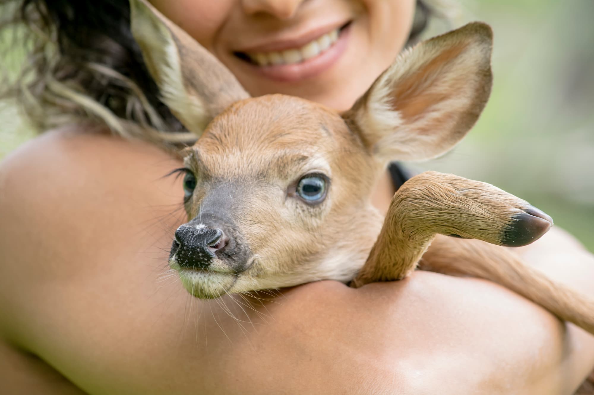 What Wildlife Rehabilitators Do