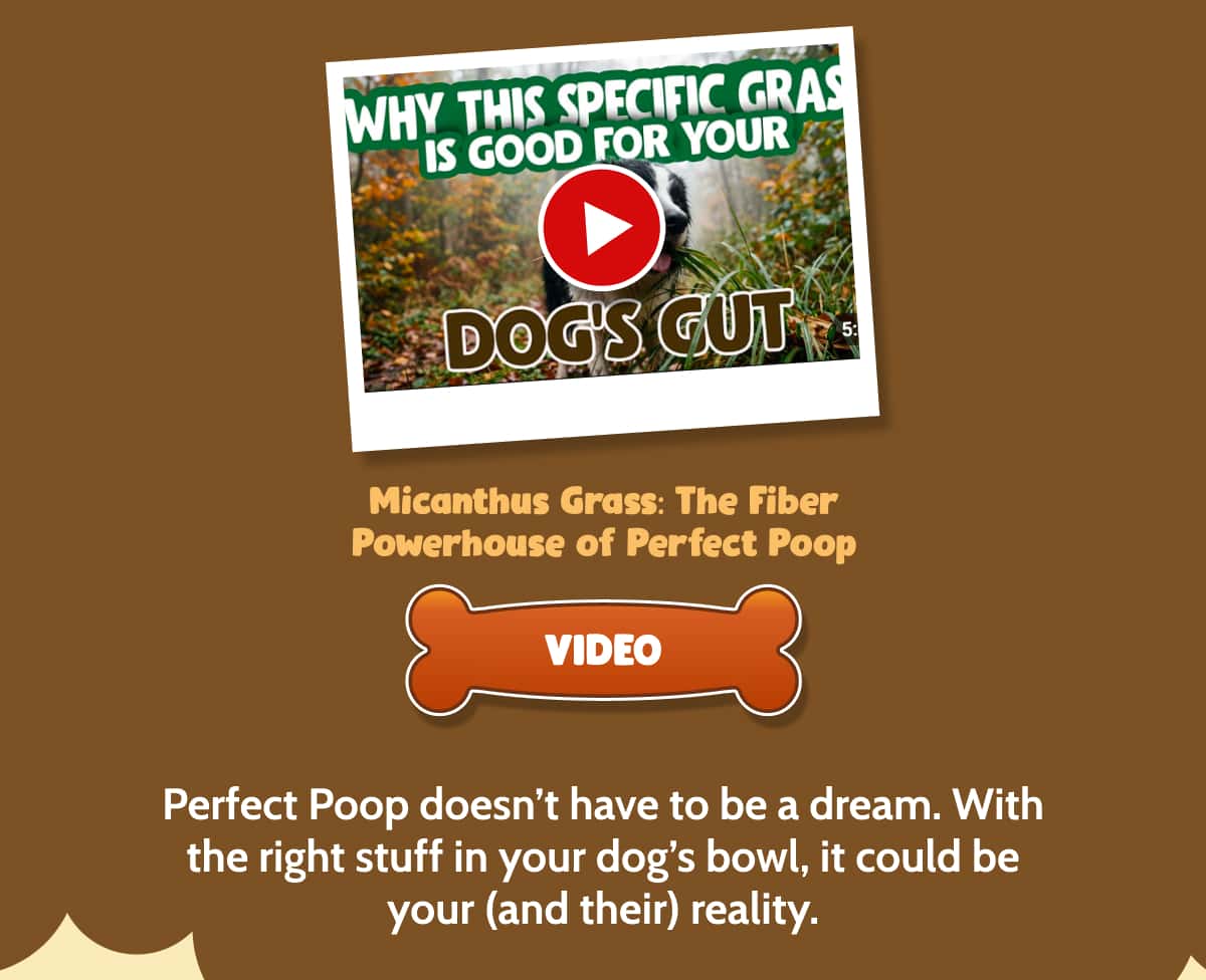 Why This Specific Grass Is Good for Your Dog’s Gut 