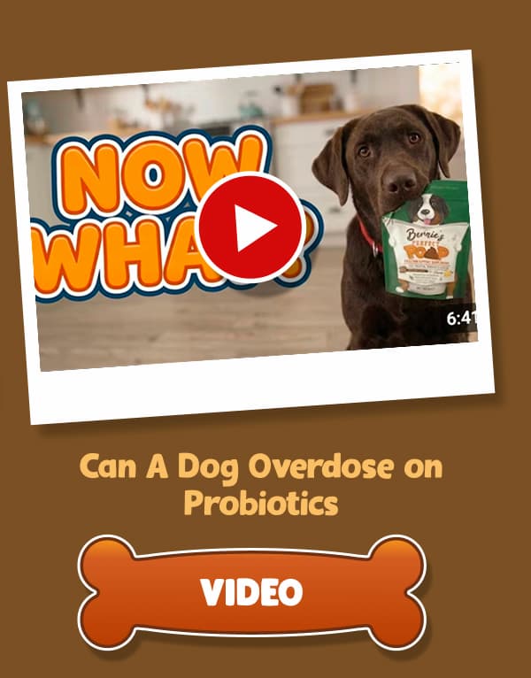 How to Help Dogs With Diarrhea Naturally 