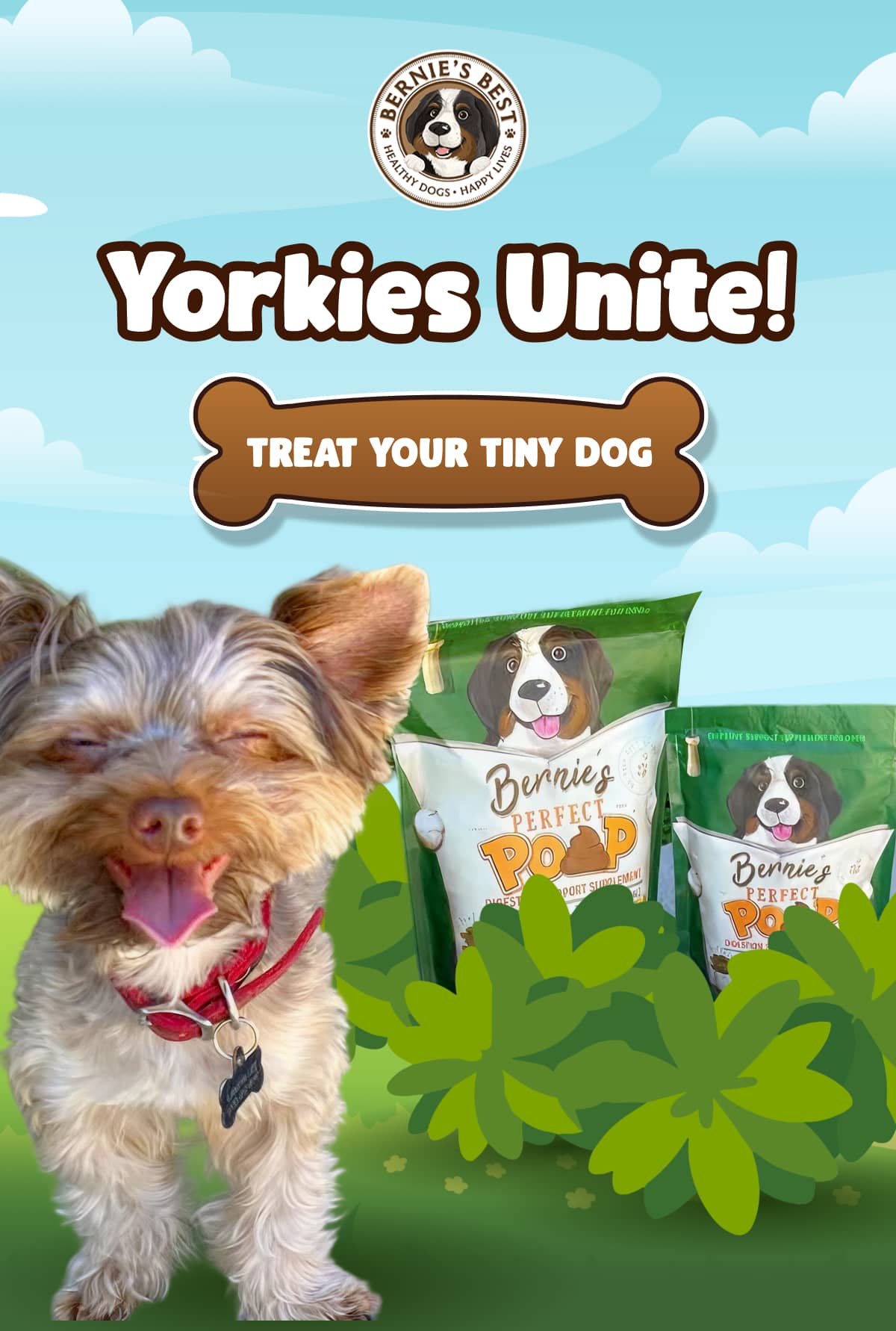 Yorkies Unite!