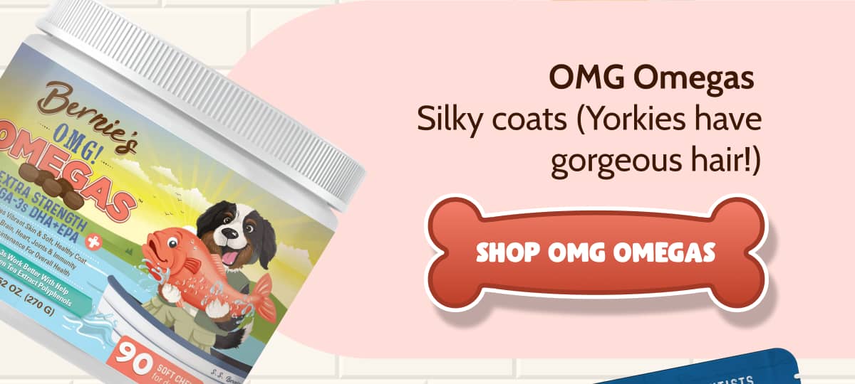 OMG Omegas  Silky coats (Yorkies have gorgeous hair!)  >> SHOP OMG OMEGAS <<