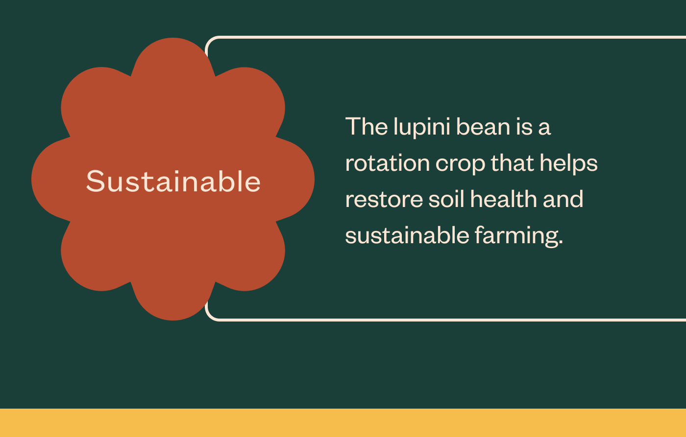 Sustainable The lupini bean is a rotation crop that helps restore soil health and sustainable farming.