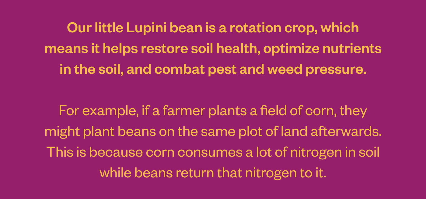 Our little Lupini bean is a rotation crop, which means it helps restore soil health, optimize nutrients in the soil, and combat pest and weed pressure.  For example, if a farmer plants a field of corn, they might plant beans on the same plot of land afterwards. This is because corn consumes a lot of nitrogen in soil while beans return that nitrogen to it.