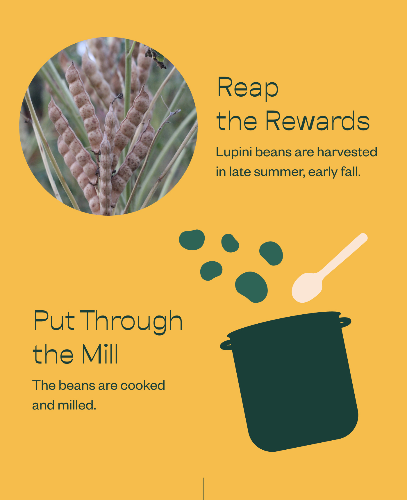 Reap the Rewards. Lupini beans are harvested in late summer, early fall. Put Through the Mill. The beans are cooked and milled.