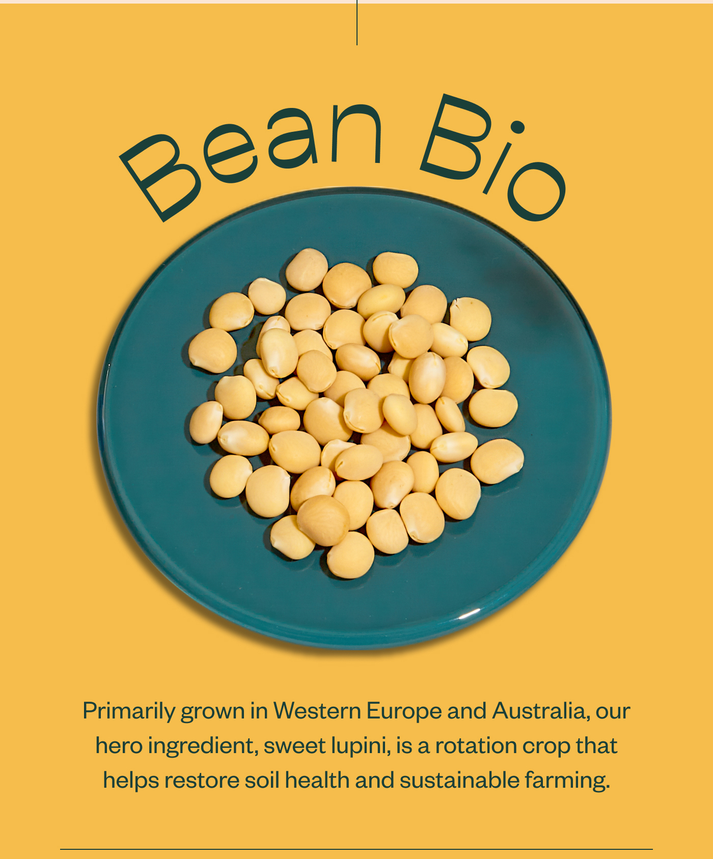 Bean Bio. Primarily grown in Wester Europe or Australia, our hero ingredient, sweet lupini, is a rotation crop that helps restore soil health and sustainable farming.
