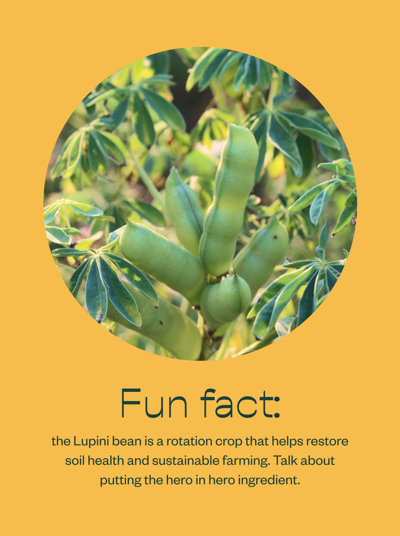 Fun fact: the Lupini bean is a rotation crop that helps restore soil health and sustainable farming. Talk about putting the hero in hero ingredient.
