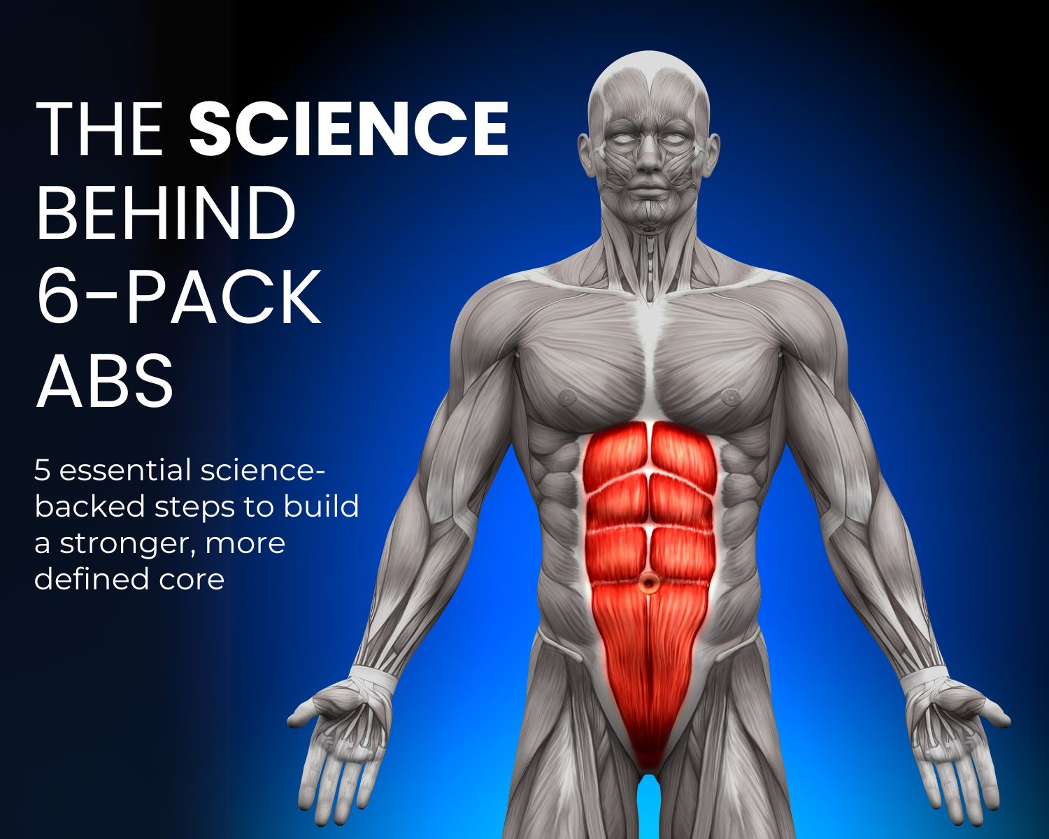 The science behind 6-pack abs