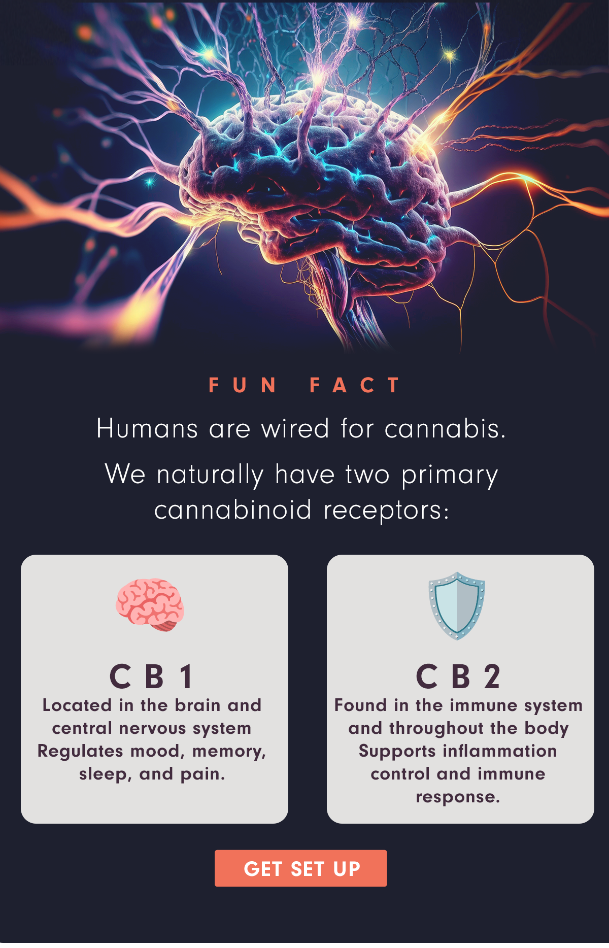 Humans have CB1 and CB2 receptors