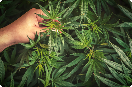 Does Marijuana Affect REM Sleep?