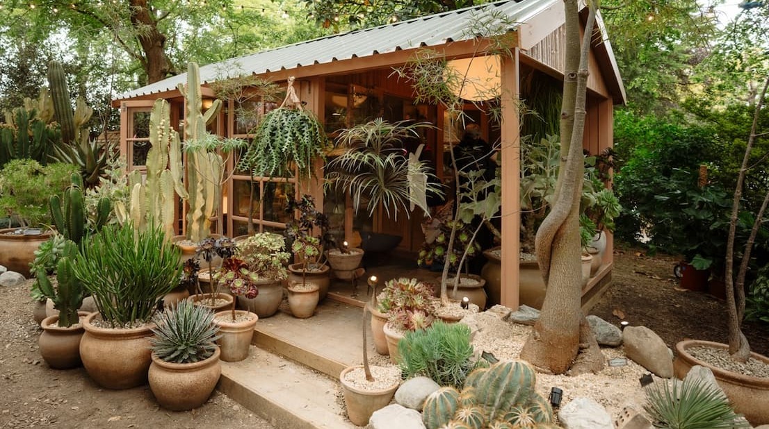 Sculptural arid indoor plant display