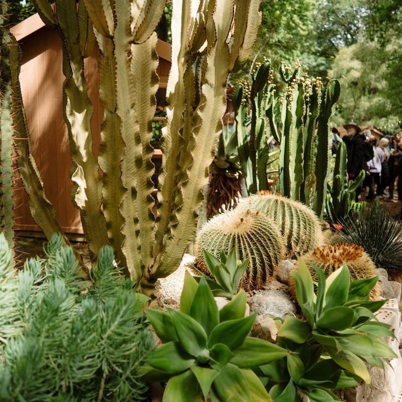Arid houseplant detail
