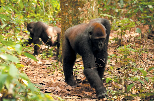 Two gorillas walking in the forest
