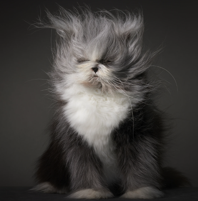 Portraits of cats posing, cats jumping, and a close-up of a cat's spiky tongue