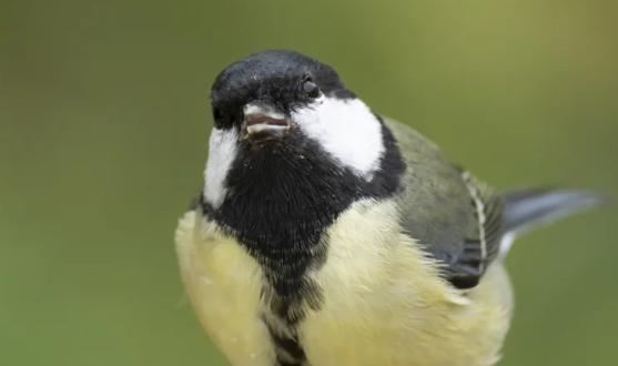 A bird bird with a black head, white cheeks and yellow body stares into the camera with a slightly agape beak.