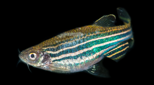 A macro shot of a zebra danio tropical fish.