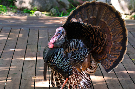 Wild Turkey walking on a wooden deck of a house.