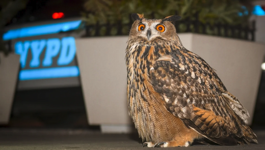 Flaco the owl looks into the camera. In the background is the glowing insignia of the NYPD.