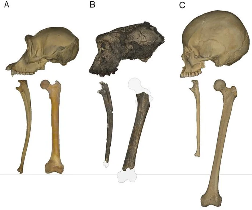 Three primate skulls and leg bones in comparison