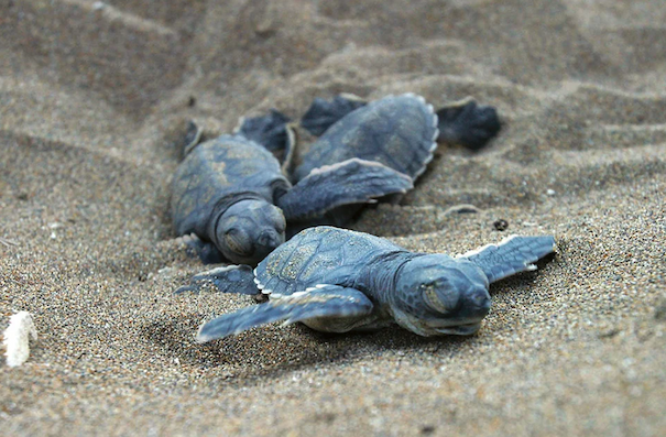 three small, gray-colored turtles move across sand.