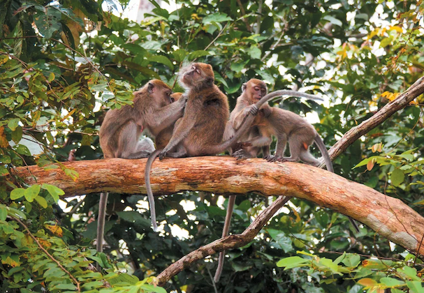 Four macaques sitting in a tree.