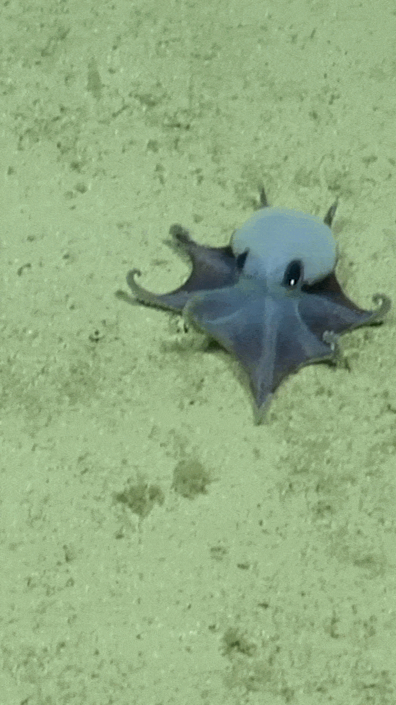 GIF of camera footage of a golf-ball-size blue octopus on a seafloor