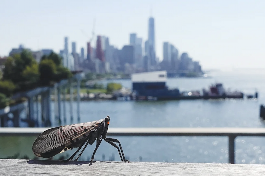A lanternfly stands proudly on a railing with downtown New York city in the background.