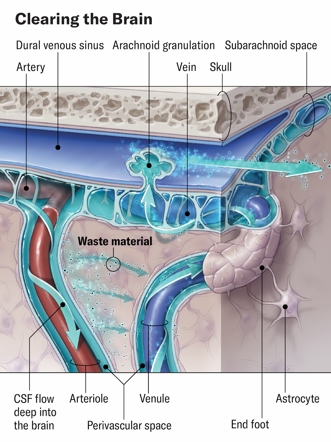 Zoomed-in view of the subarachnoid space shows the flow of CSF. Small amounts of the fluid reach deep into the brain by flowing along perivascular tubes that surround and enclose arterioles. After cleaning waste from the brain, CSF can exit the nervous system via valvelike structures called arachnoid granulations that allow access to the blood circulation system.