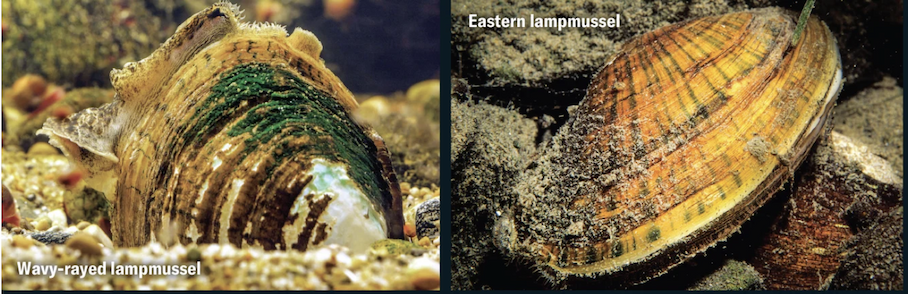 Two mussel species. On the left, a mussel half submerged, on the right, a mussel among rocks.