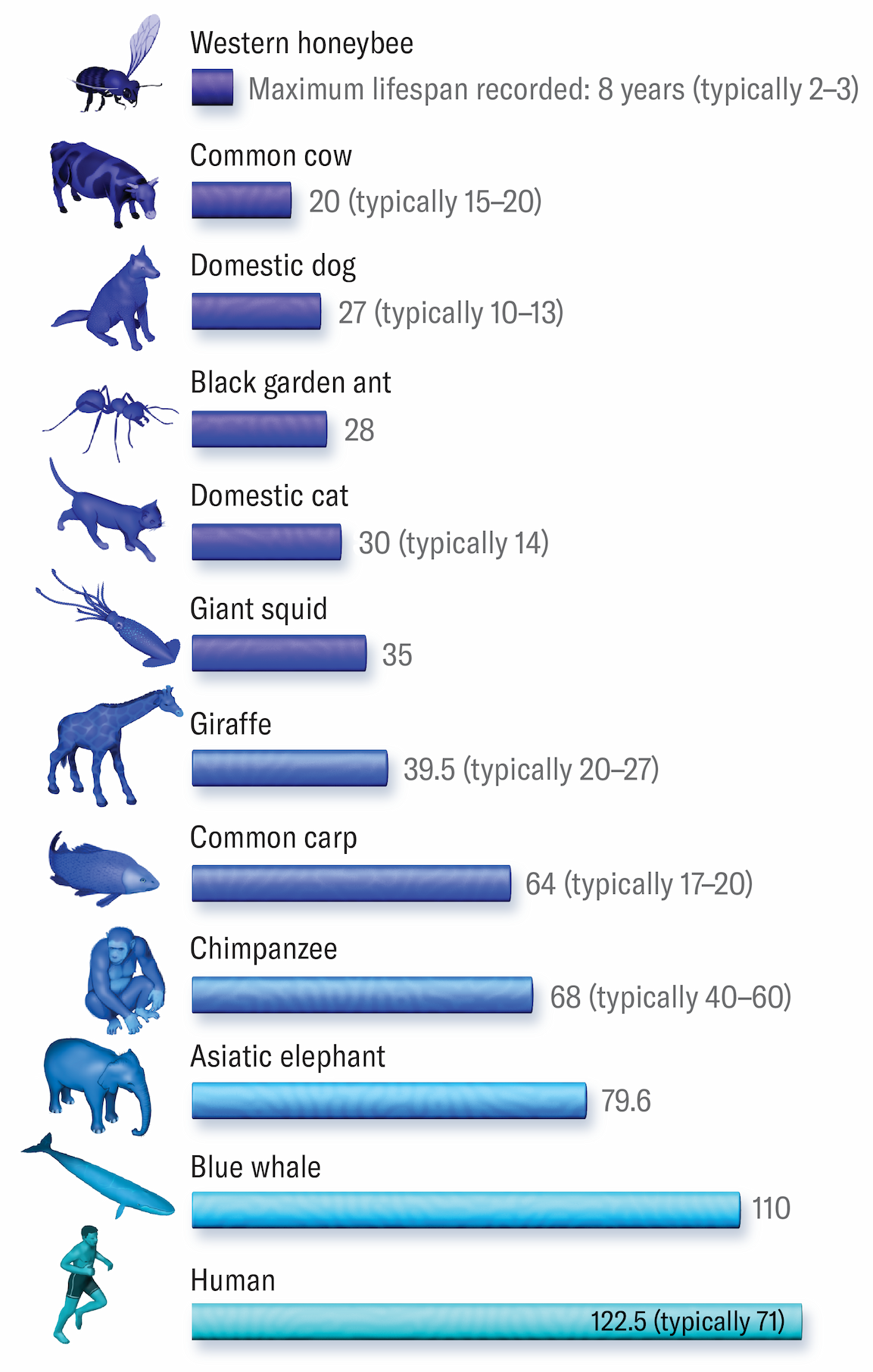 Longest recorded lifespan for 12 animals are shown, from the Western honeybee (at 8 years) to Humans (122.5 years).