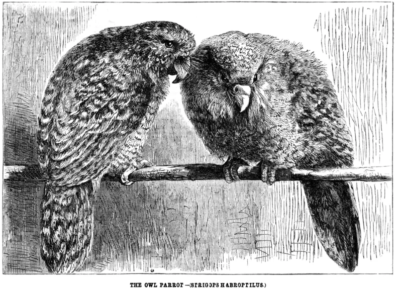 Vintage black-and-white illustration of two owl parrots perched on a branch with their heads near each other