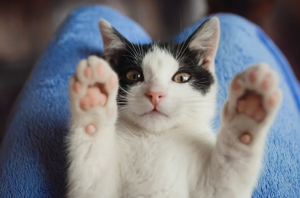 A black and white cat on its back on someone's lap, two front paws in the air, looking straight into the camera.