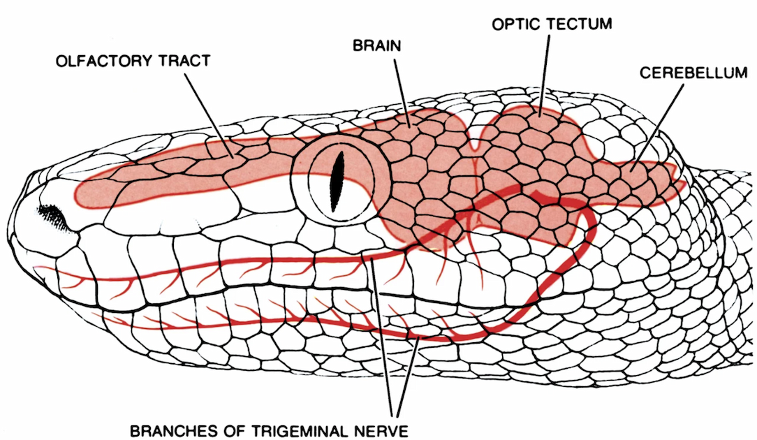 A schematic of a boa constrictor's head with indicator lines pointing to the "Olfactory Tract," the "Brain," the "Optic nerve," the "Cerebellum," and the "Branches of Trigeminal nerve." 