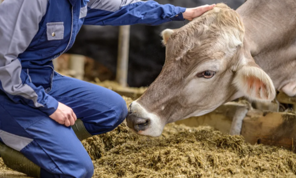 A farmer in blue coveralls gently pets a cow