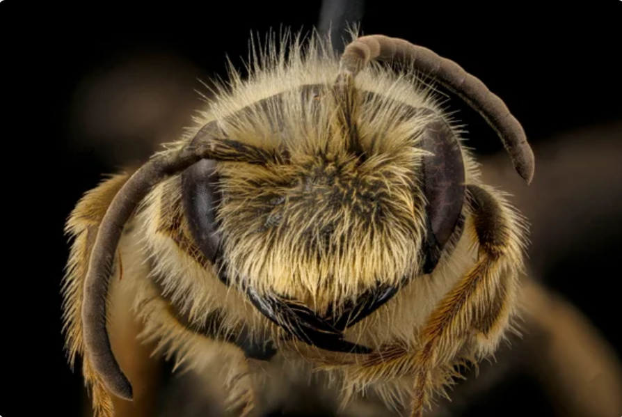 Alt text: Close-up of fuzzy male bee with black face and antennae visible.