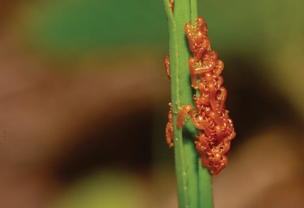 Small brown larvae clump together on a green stalk.