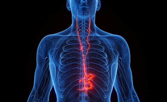 Illustration of a human body with the vagus nerve running through it.