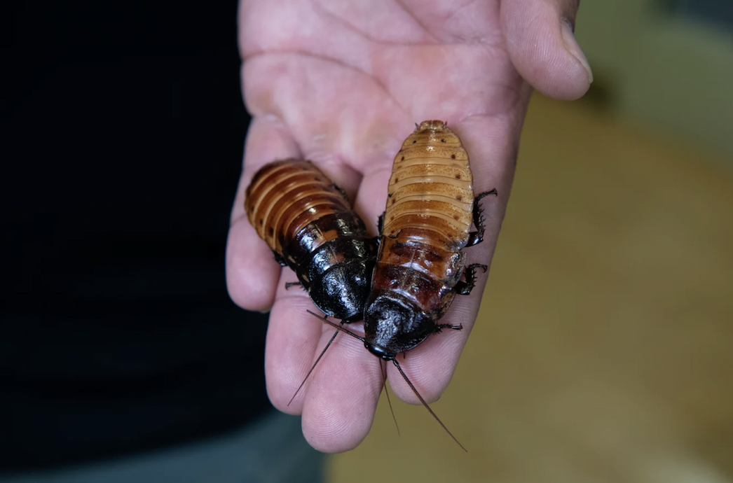 An image of a human hand holding two large Madagascar hissing cockroaches