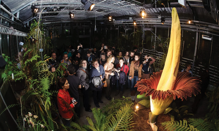 People standing around the corpse flower