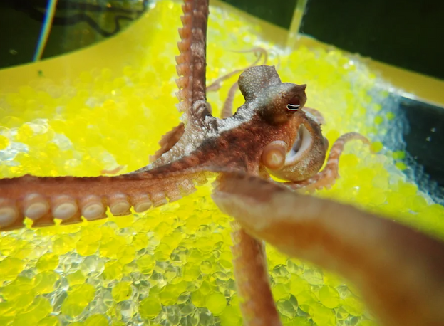 A close up view of an octopus in a tank of water with a yellow background.